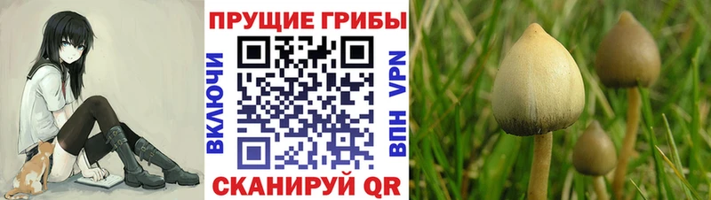 Галлюциногенные грибы Cubensis  Купить  Ясный 